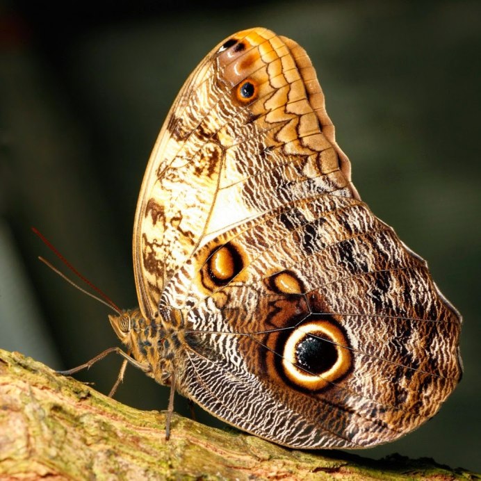 Caligo eurilochus бабочка