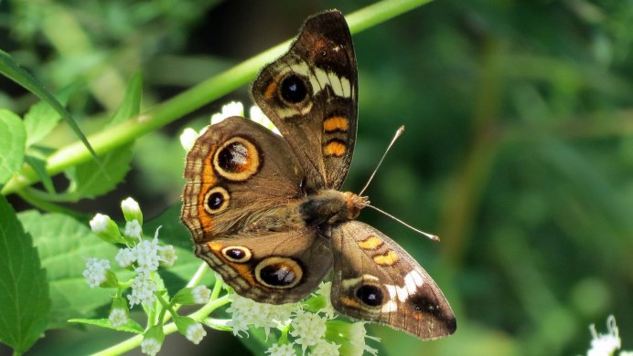 Caligo eurilochus бабочка