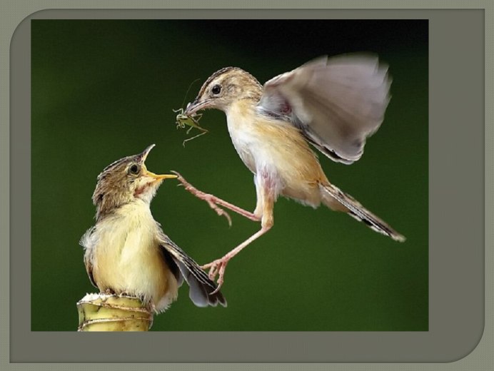 Природа птицы