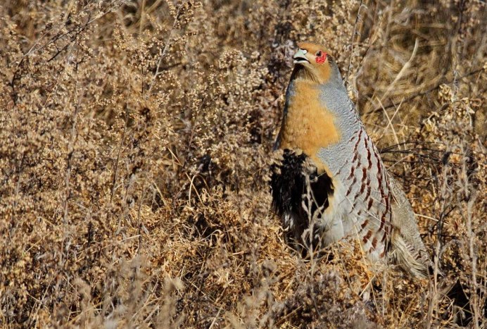 Бородатая куропатка (Perdix dauurica)