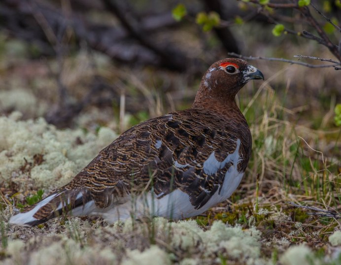 Бородатая куропатка (Perdix dauurica)