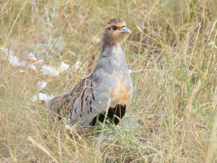 Серая куропатка (Perdix Perdix)