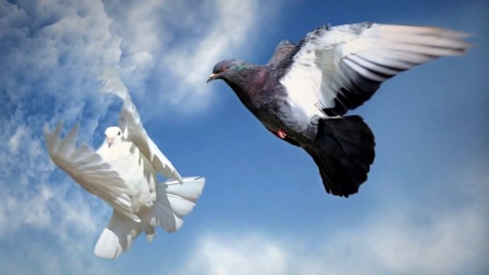 Голубь взлетает