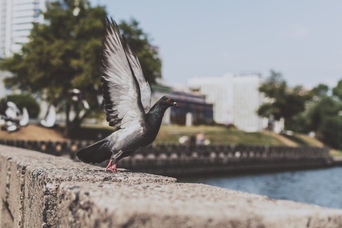 Летающий голубь