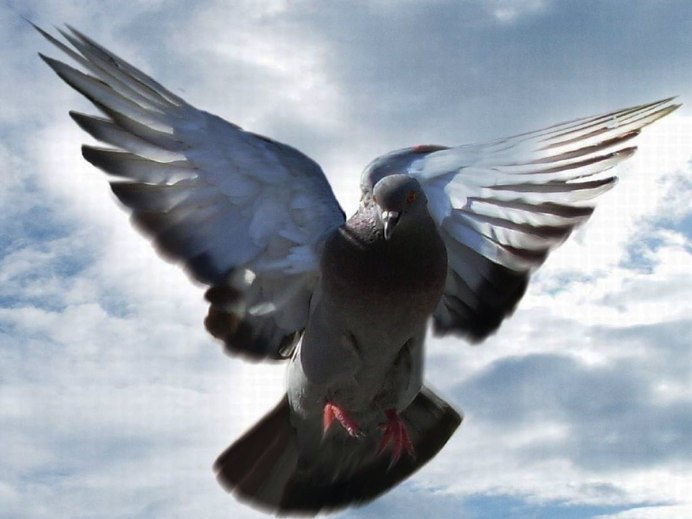 Голубь летит