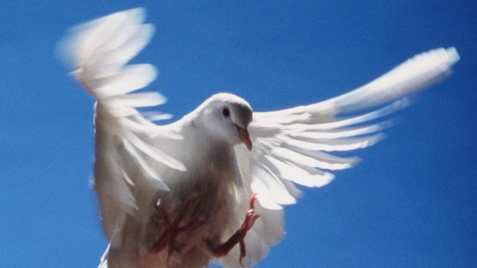 Flying Pigeon летающий голубь