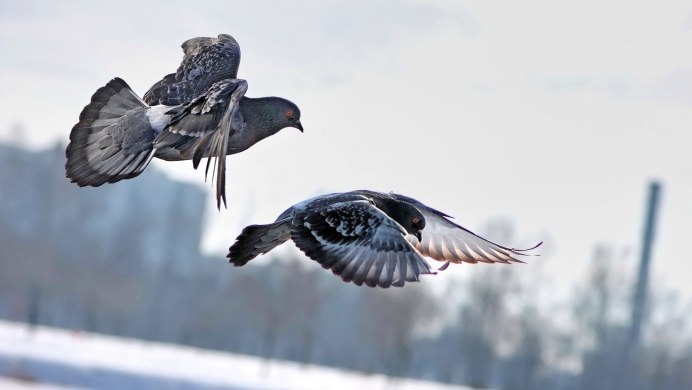 Сизый голубь в полете