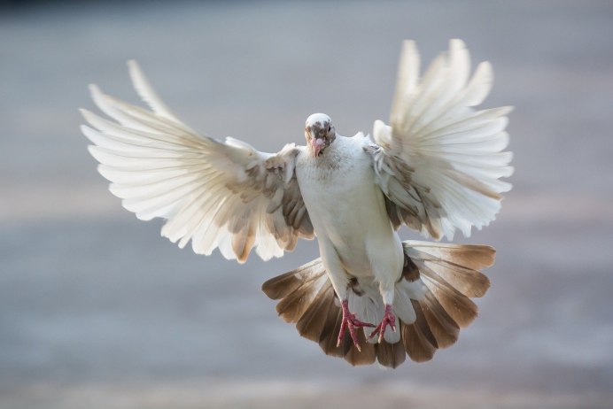 Белый голубь в полете