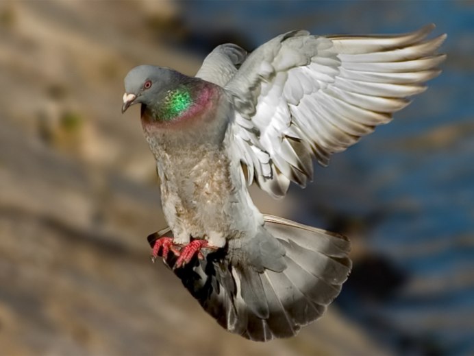 Крылья голубя