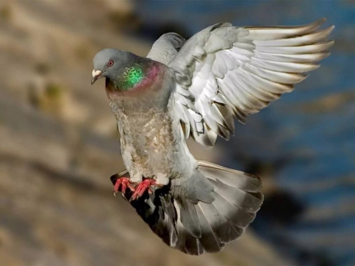 Голубь взлетает