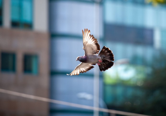 Парящий голубь