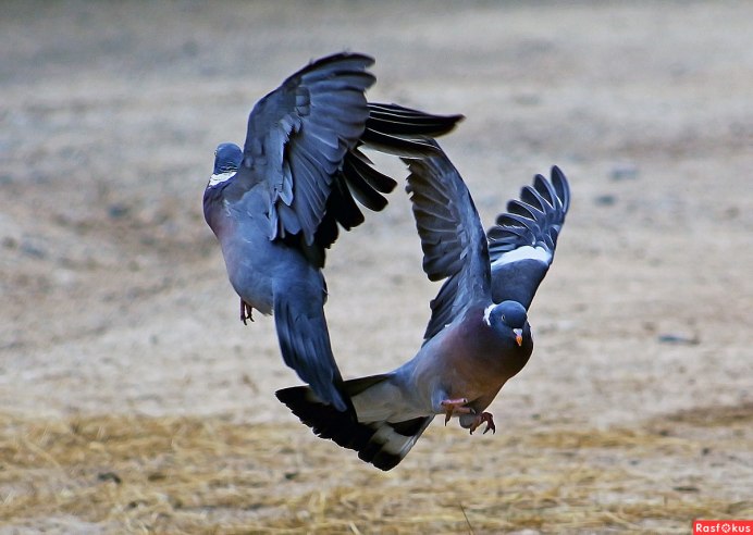Полет голубя