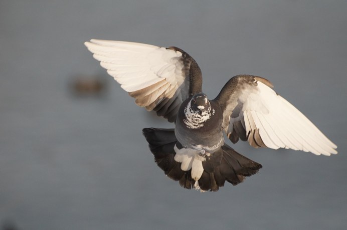 Голубка в полёте сбоку