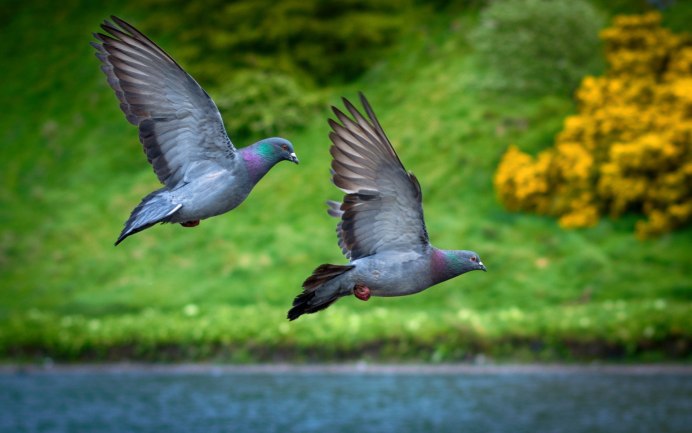 Парящий голубь