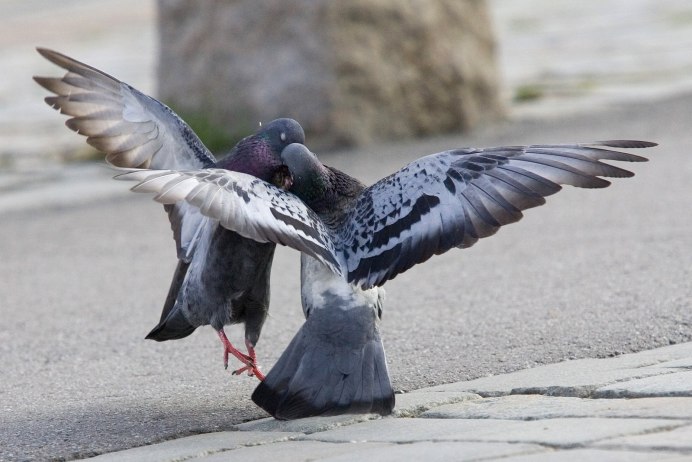 Белые голуби на фоне храма