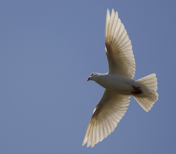 Голубь надежды