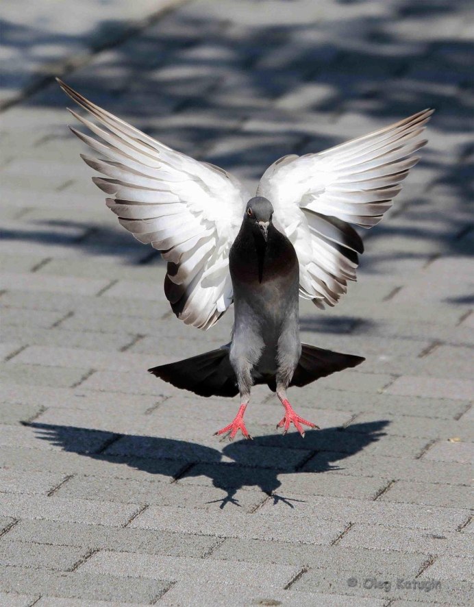 Сизый голубь