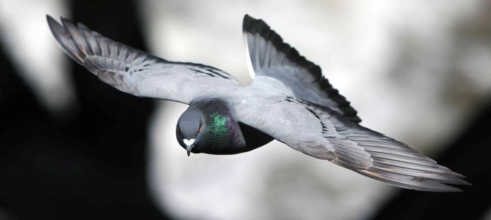 Известные фото со стеной и птицами