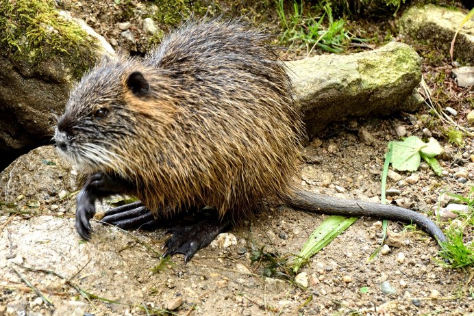 Myocastor coypus нутрия хвост
