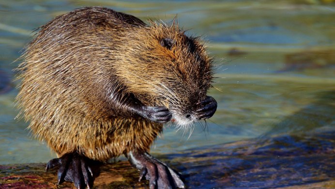 Myocastor coypus нутрия