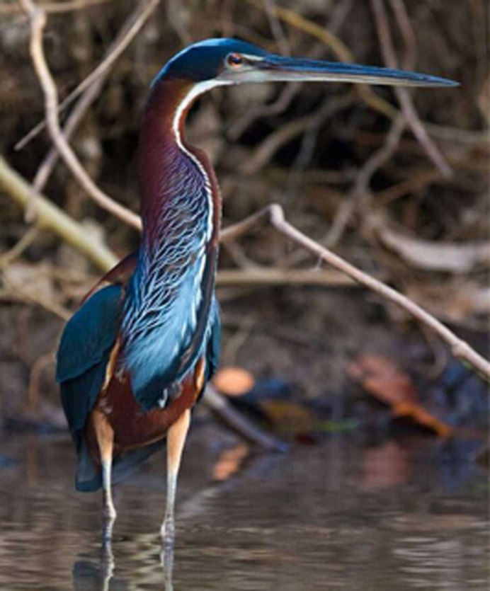 Agami Heron