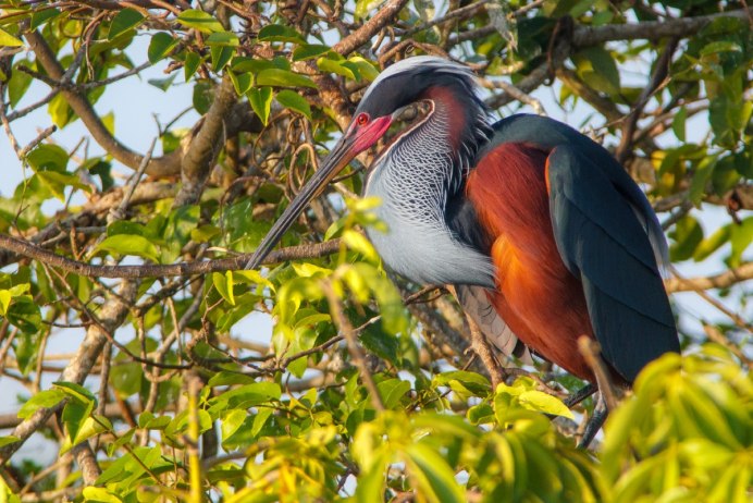 Agami Heron