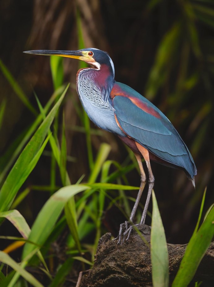 Agami Heron