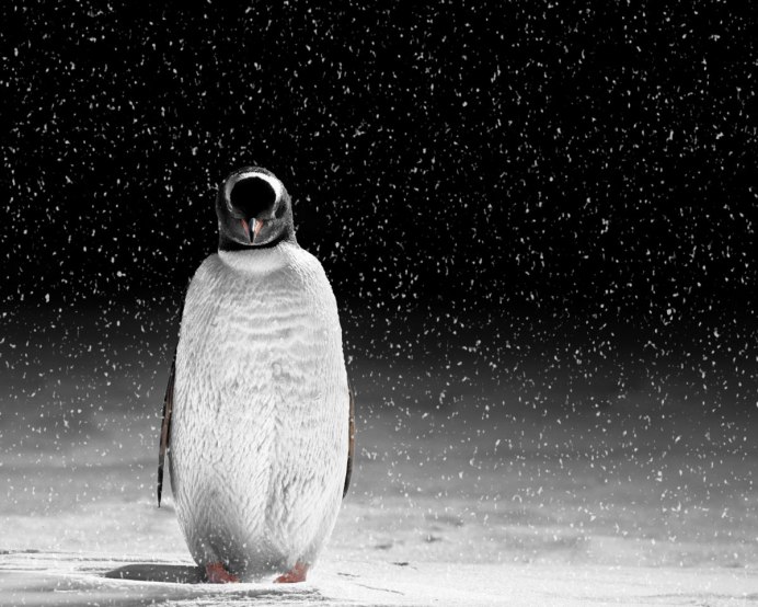 Adélie Penguin