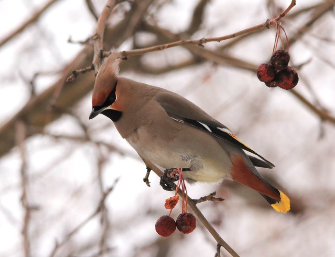 Клест птица зимой с хохолком - картинки и фото poknok.art
