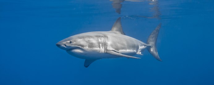 Большая белая акула (Carcharodon carcharias)