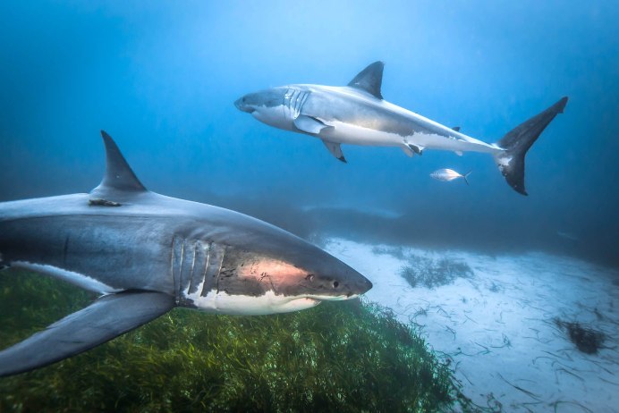 Акула Carcharodon carcharias