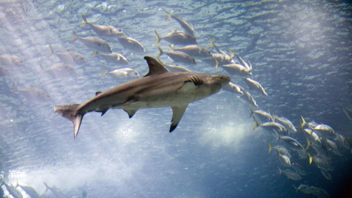 Tiburon Blanco