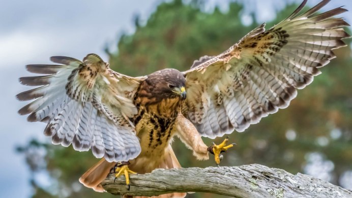 Хищные птицы