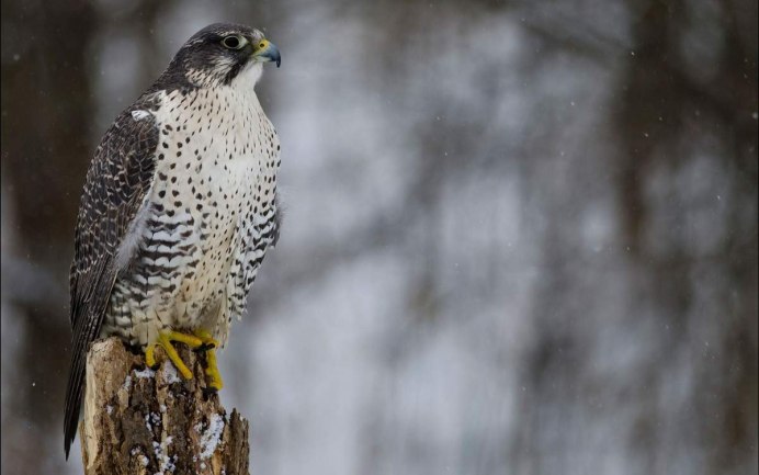 Алтайский Кречет