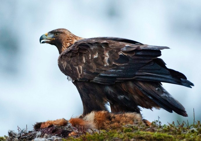 Беркут Халзан