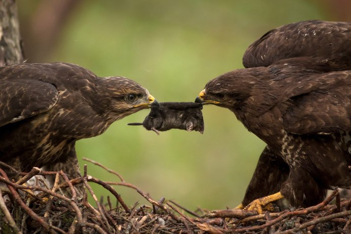 Птенец Канюка
