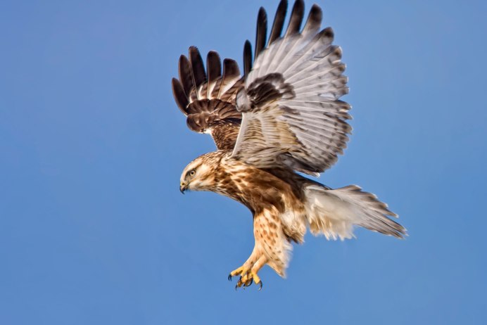 Белогрудый ястреб