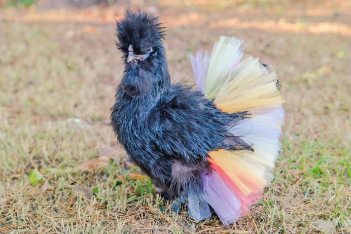 Китайская шелковая (Silkie Bantam)