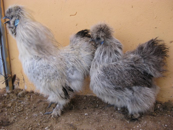 Китайская шелковая (Silkie Bantam)