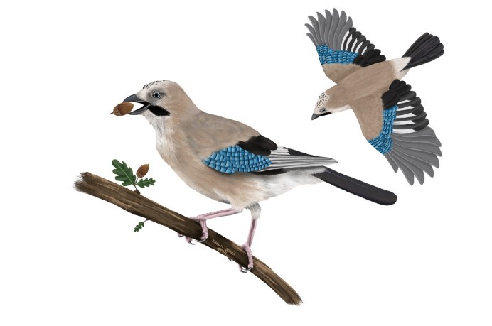 Юкатанская Сойка