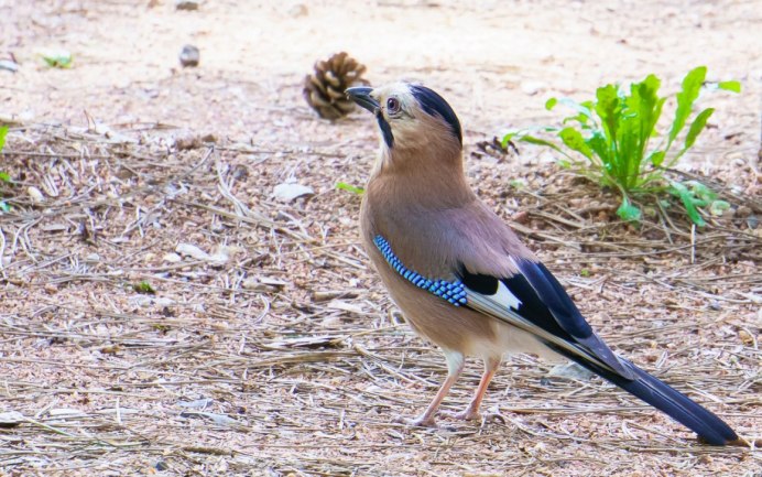 Карликовая кустарниковая Сойка