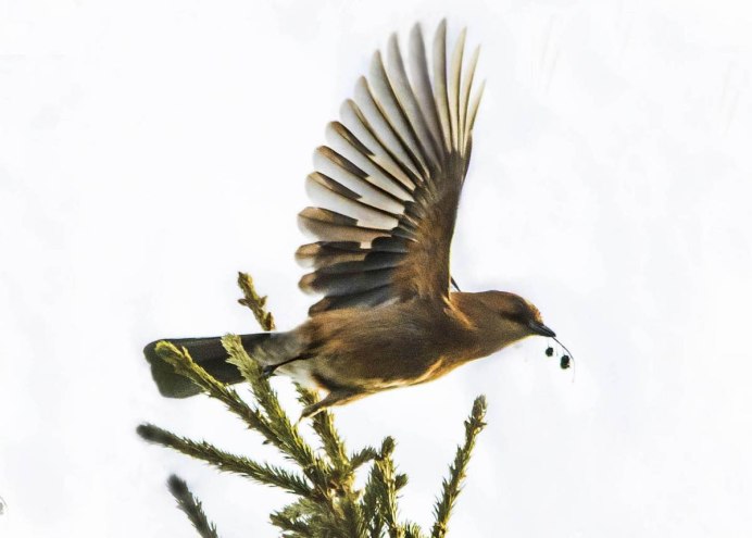 Птенец сойки