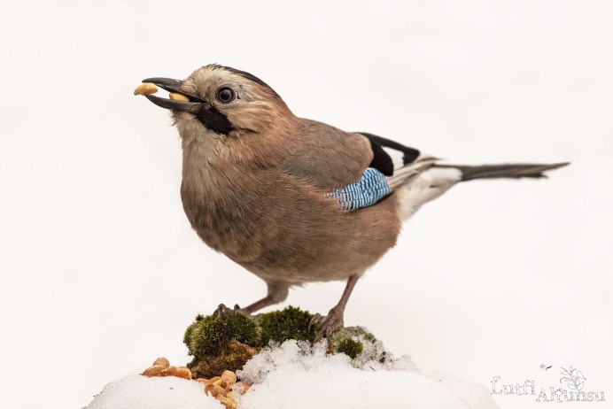 Сойка с желудем