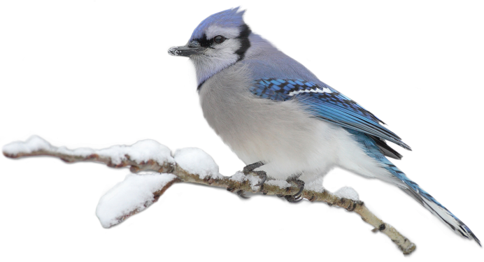 Сойка пение