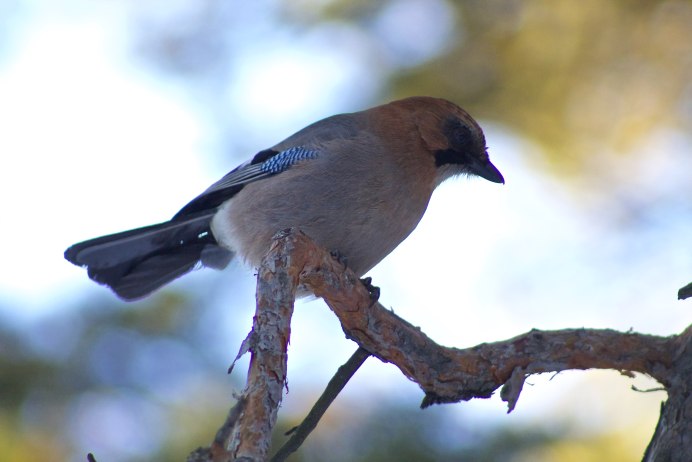 Сойка птица