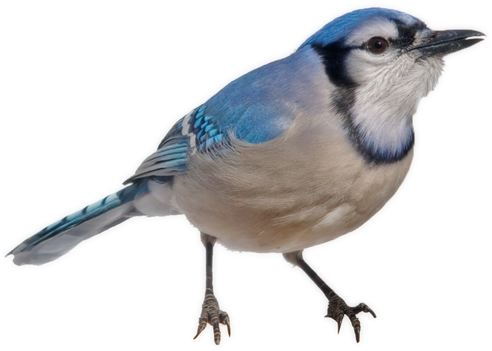 Сойка пересмешница птица голос