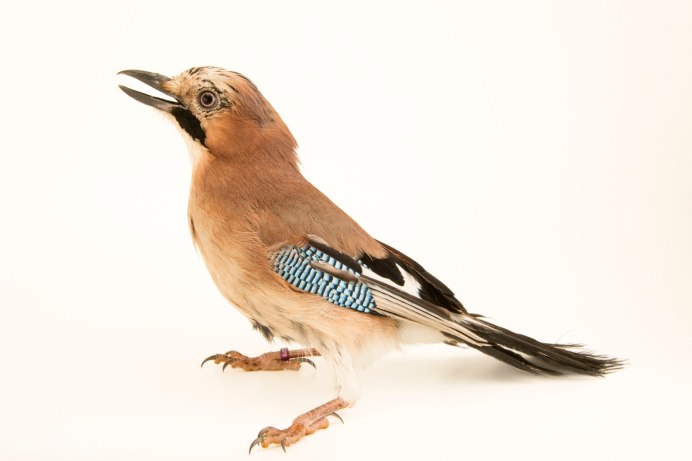 Сойка на белом фоне