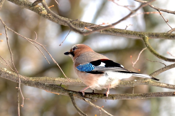 Птица Сойка Алтайский край