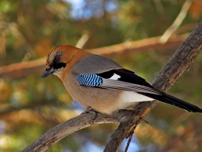 Сойка на белом фоне