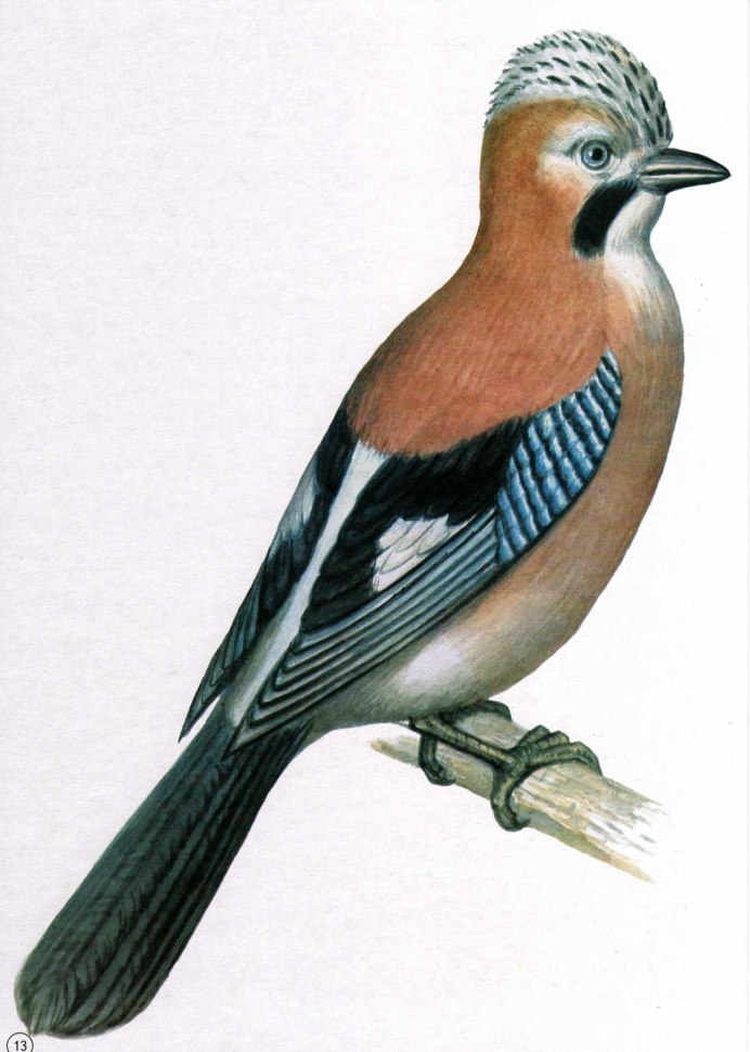 Голубая Сойка птица счастья